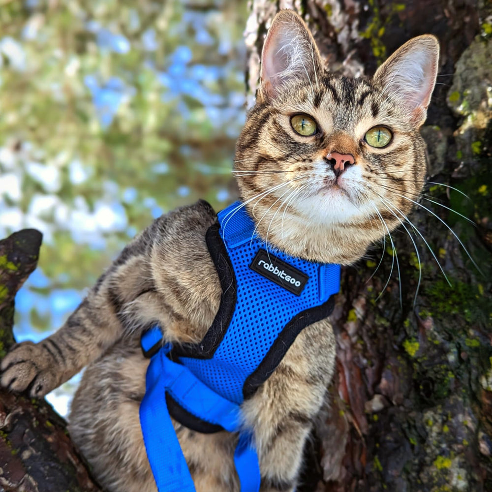 Navy blue Rabbitgoo harness shown in close-up detail
