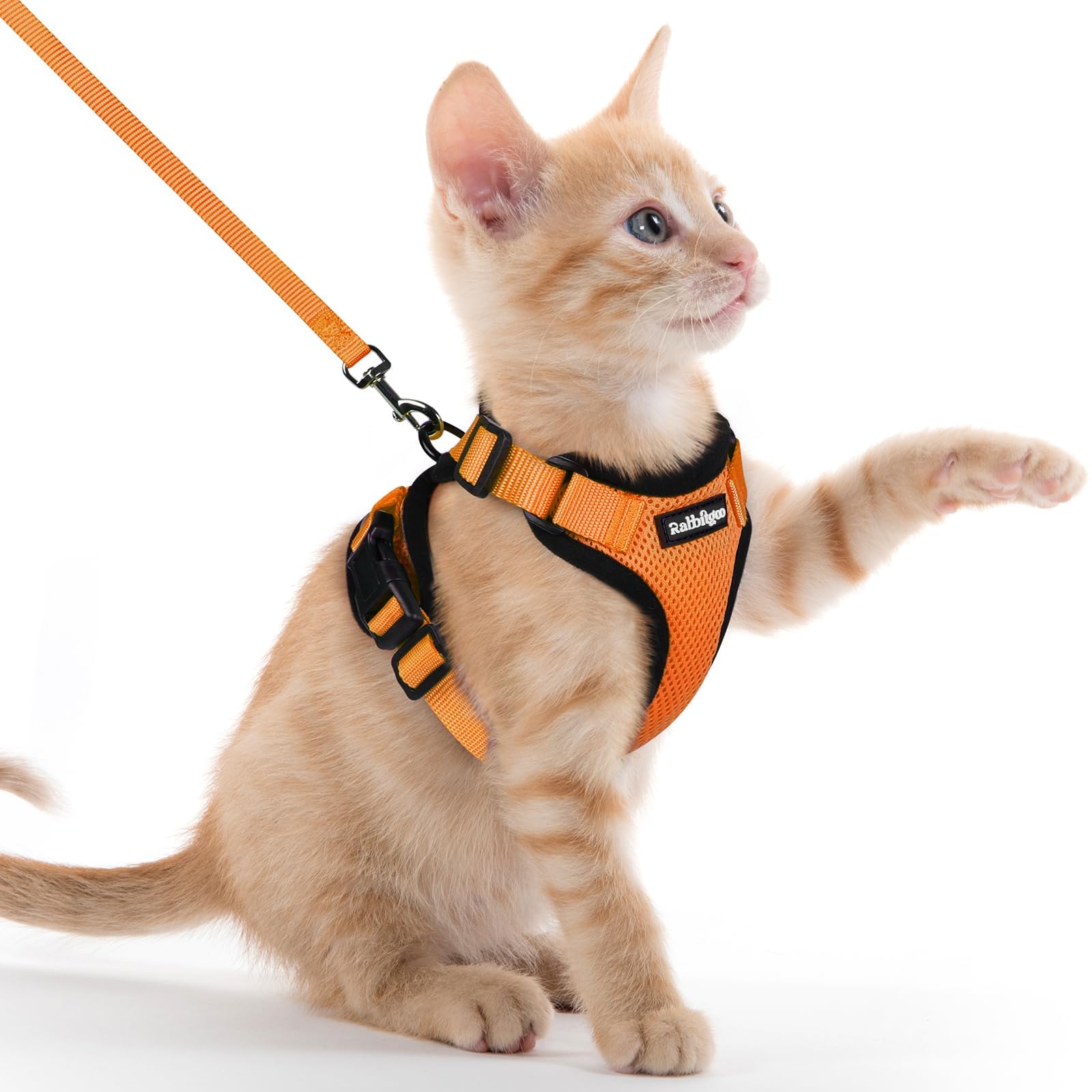 Rabbitgoo cat harness on cat for safe, comfortable outdoor strolls.
