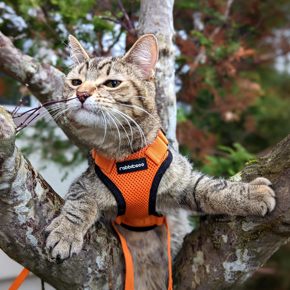 Rabbitgoo harness packaging with one harness and one leash