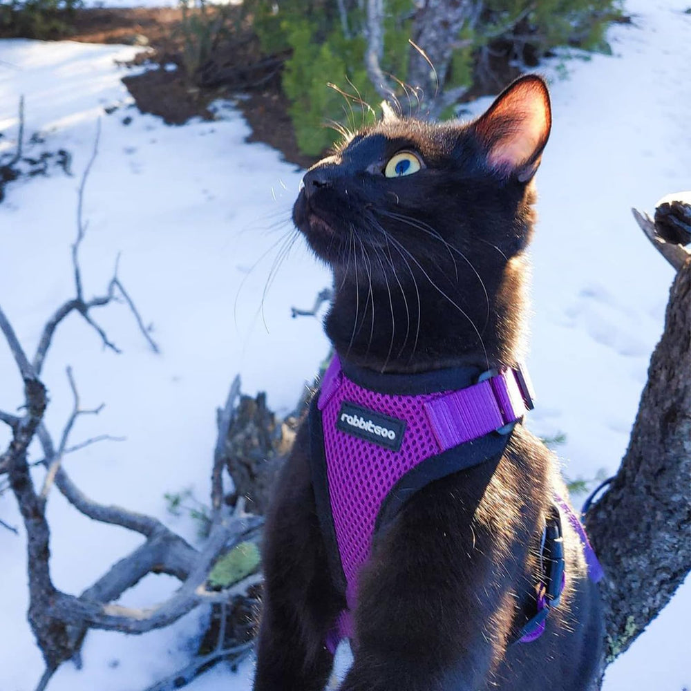 Rabbitgoo purple cat harness adds style while prioritizing safety.