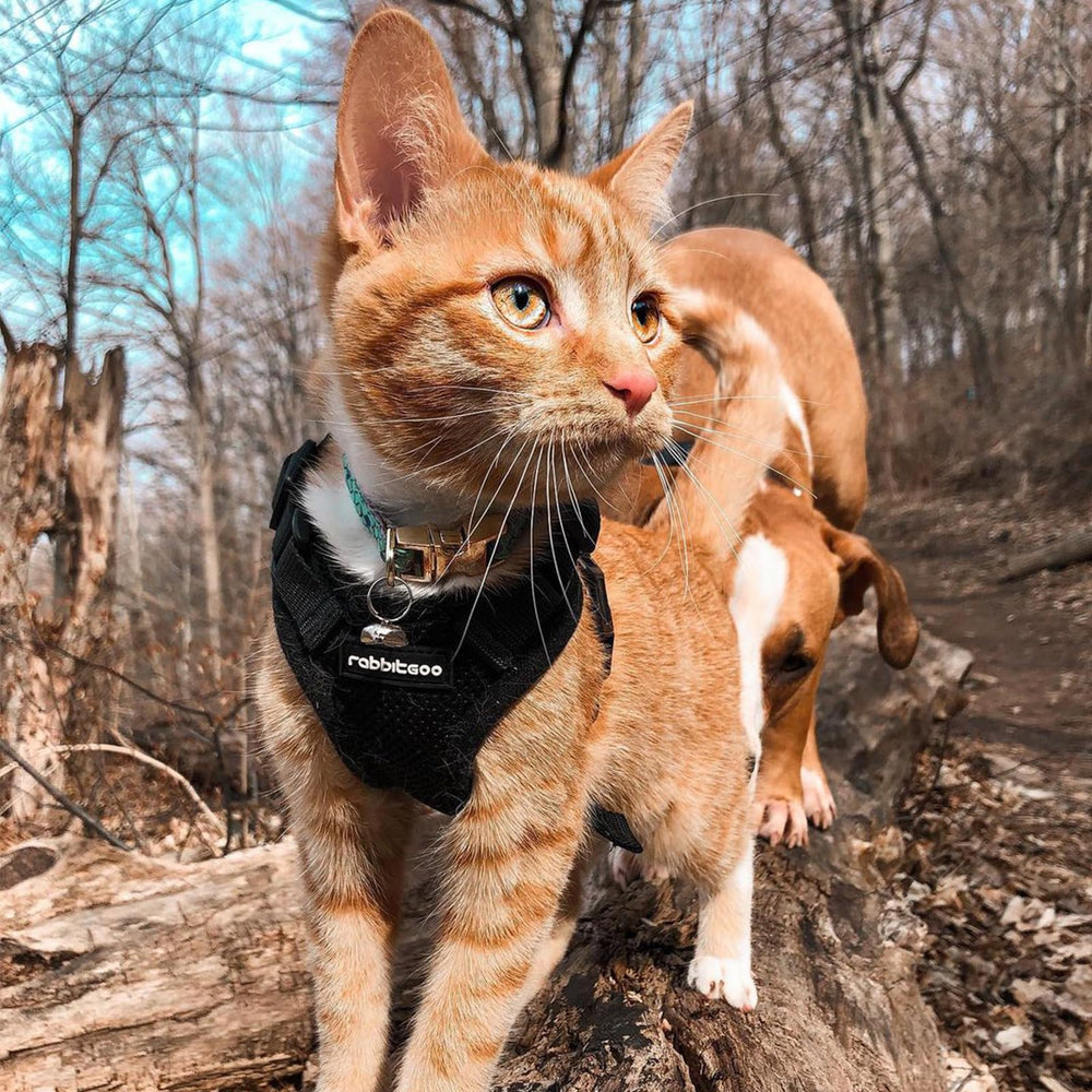 Rabbitgoo cat harness universal usage suitable for kittens to small cats.