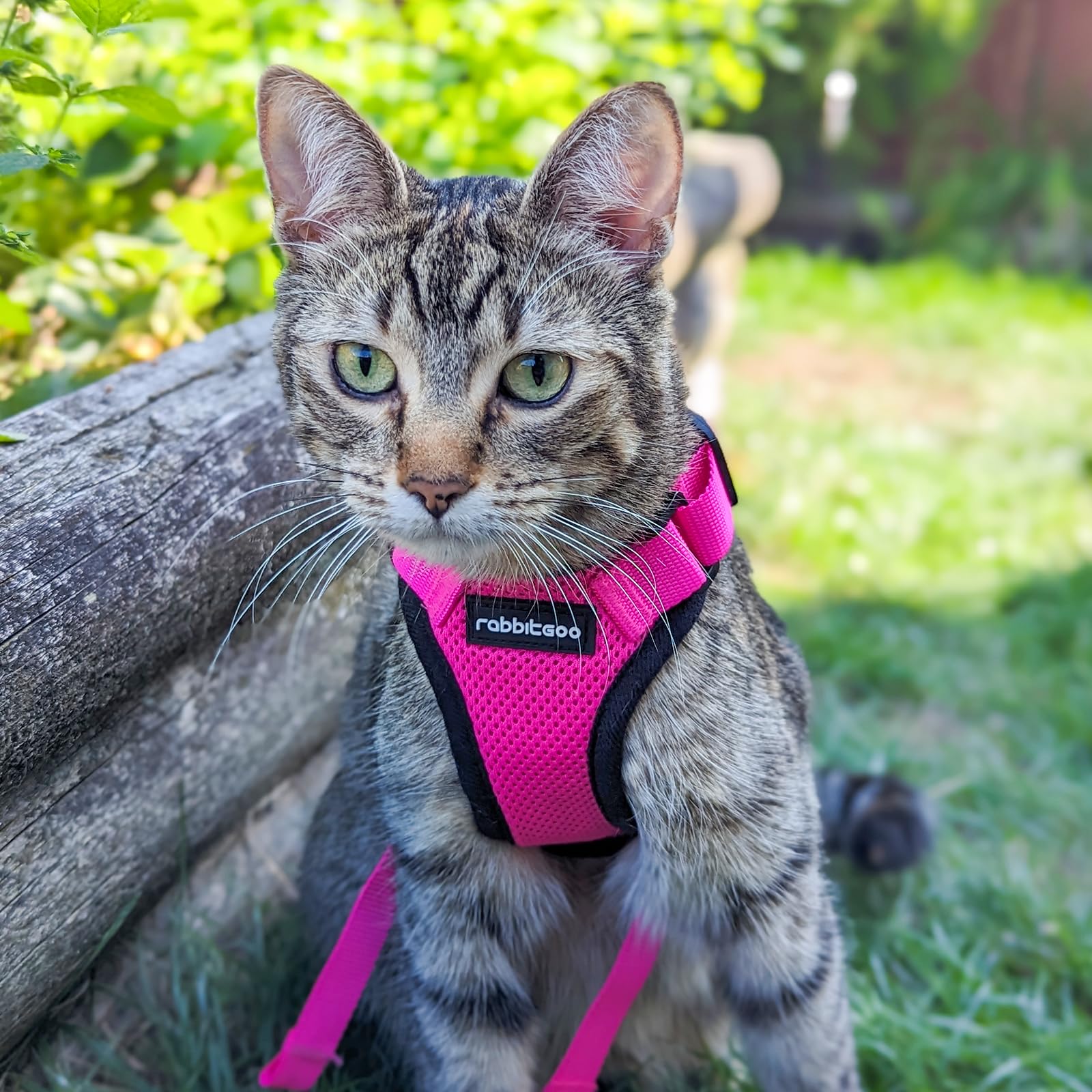 Kitten relaxed during vet visit while wearing Rabbitgoo harness.