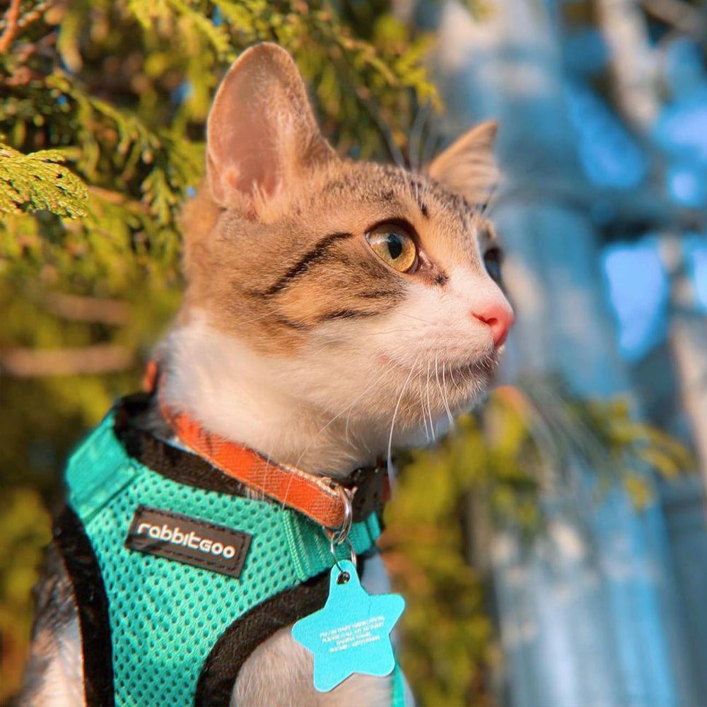Rabbitgoo emerald-xxs-vest combines vibrant style with comfort.