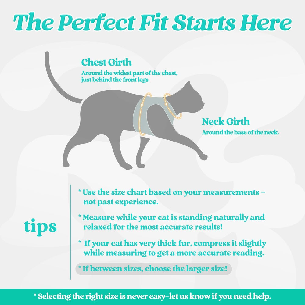 Rabbitgoo 59-inch cat leash shown for relaxed, controlled exploration.
