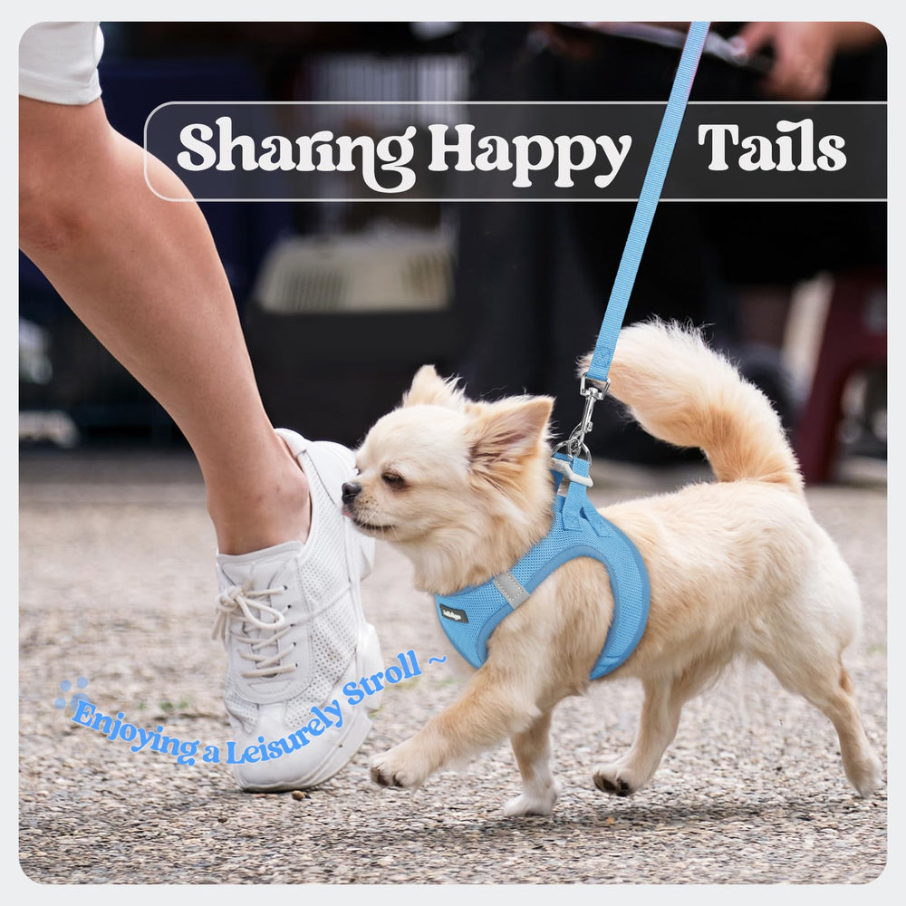 Rabbitgoo color-matched blue set enhances style and safety on walks.