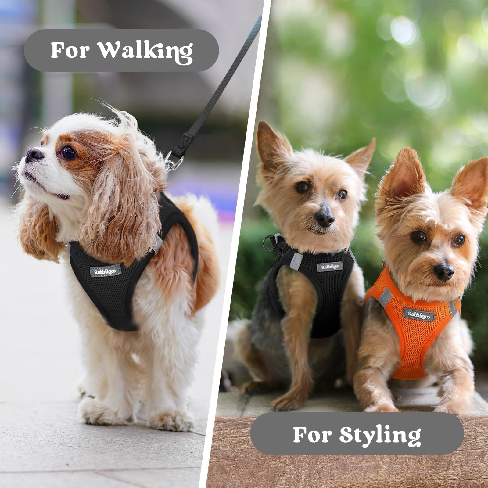 Rabbitgoo black harness option for small dogs with personality.