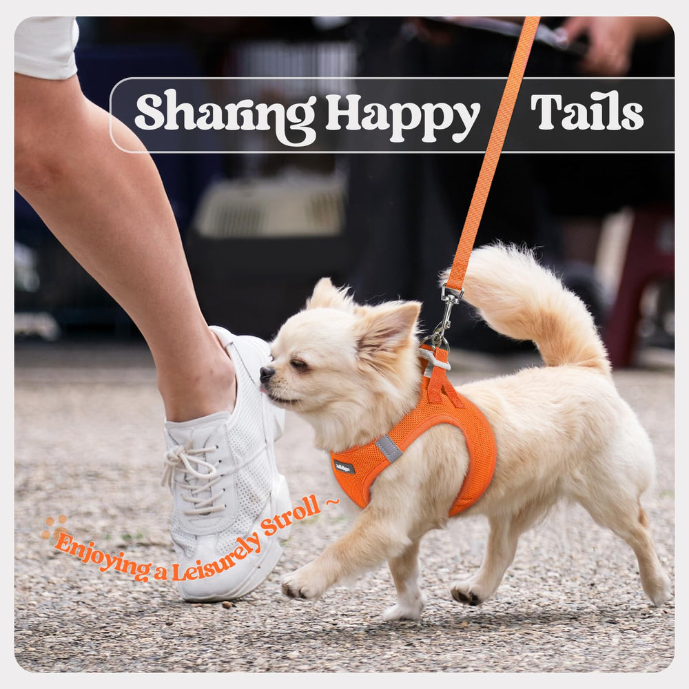Rabbitgoo compact orange S harness-and-leash set for easy packing