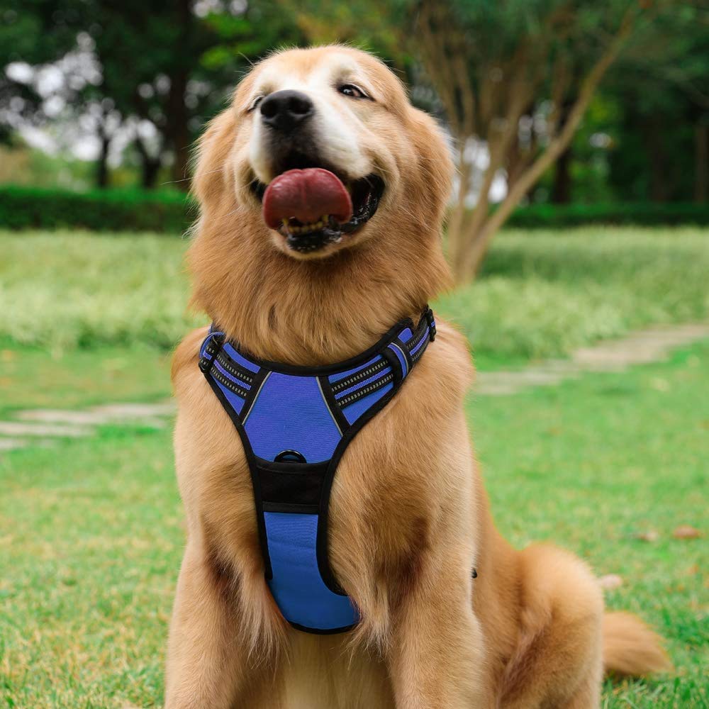 Rabbitgoo dazzling blue harness designed for large dogs with safety in mind.