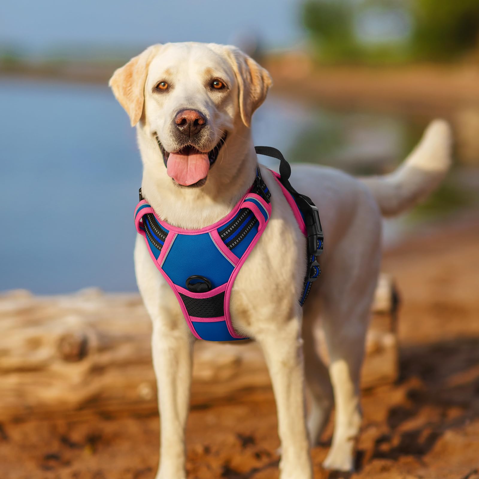 Rabbitgoo blue and hot pink harness styling for large dogs