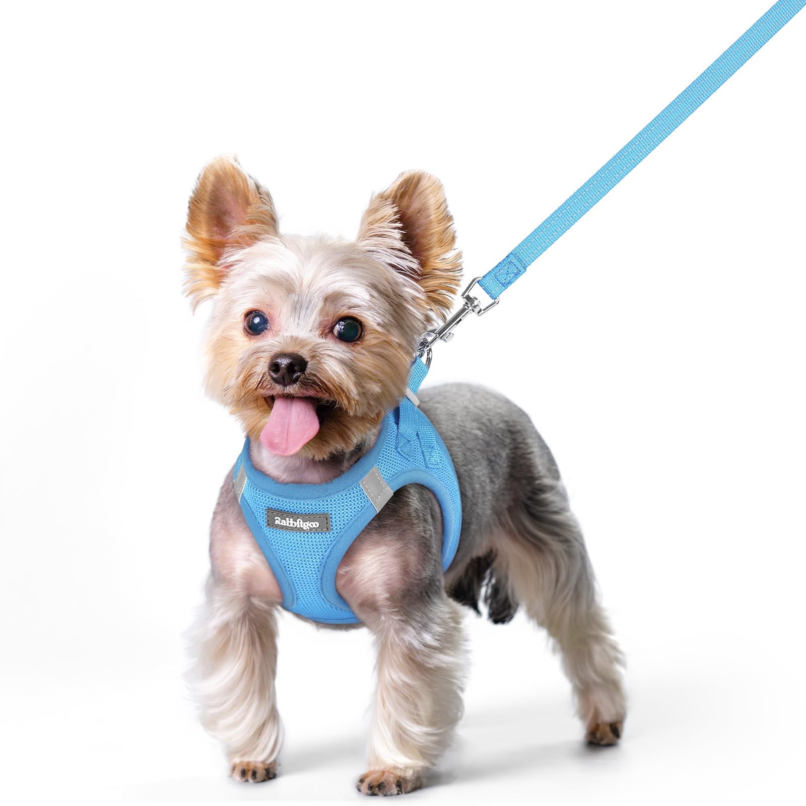 Rabbitgoo blue XS step-in harness on a small dog for easy wearing