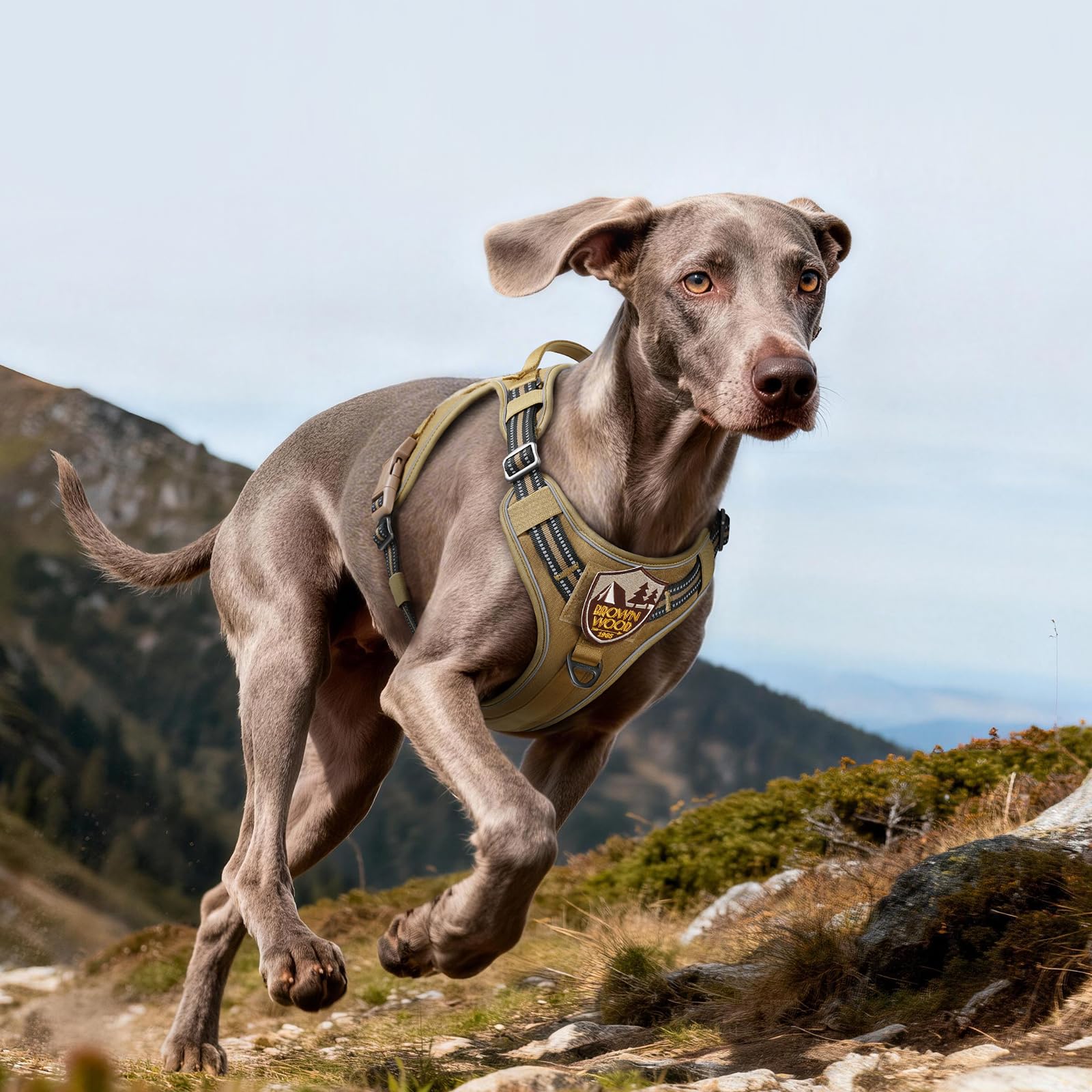Two quick-release chest buckles simplify on-off for busy dog parents.