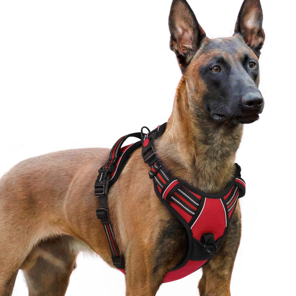 Rabbitgoo dog harness front view with three buckles for quick wearing.