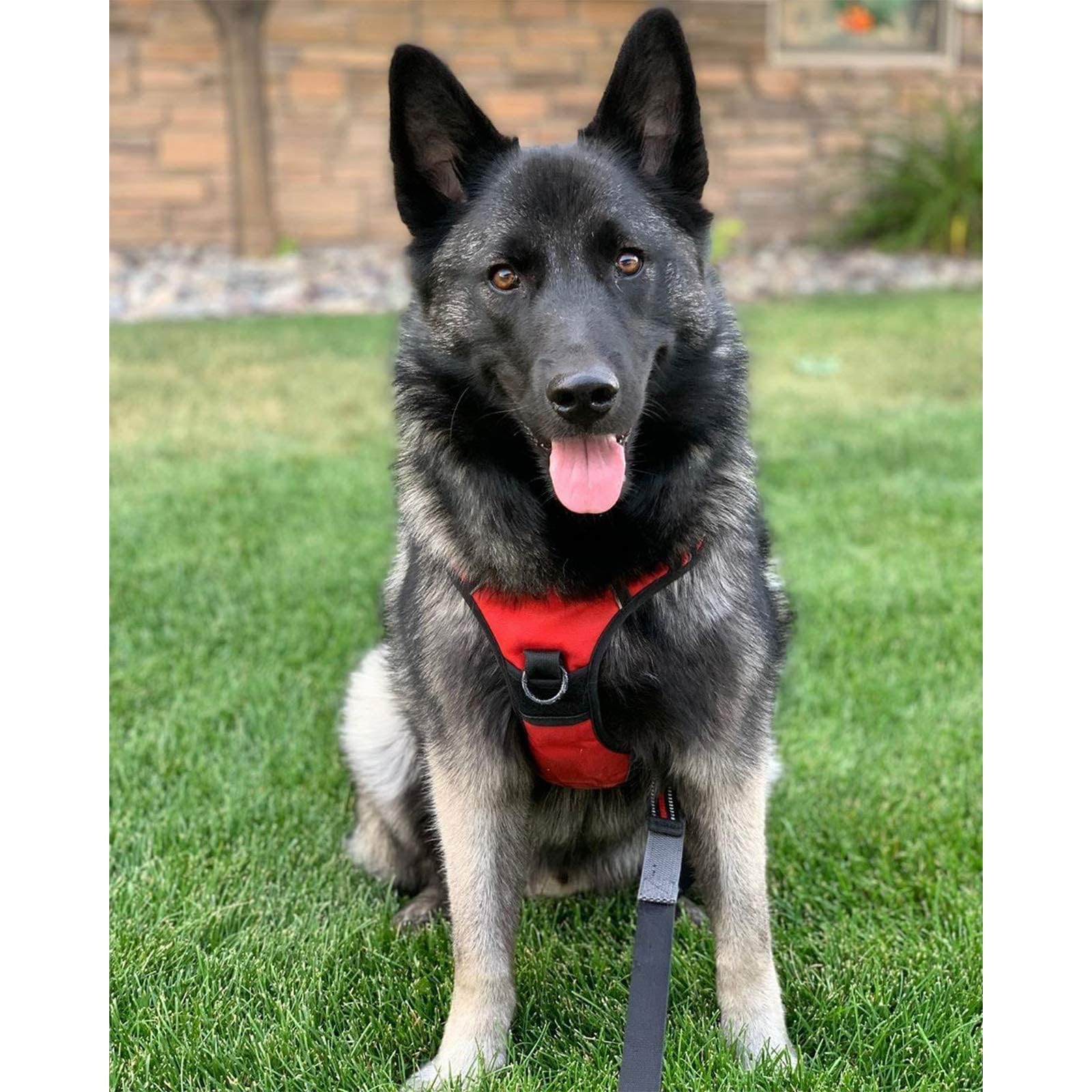 Bright red Rabbitgoo harness designed for large dogs and safety.