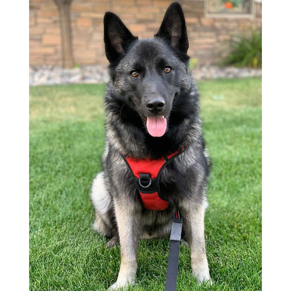 Bright red Rabbitgoo harness designed for large dogs and safety.