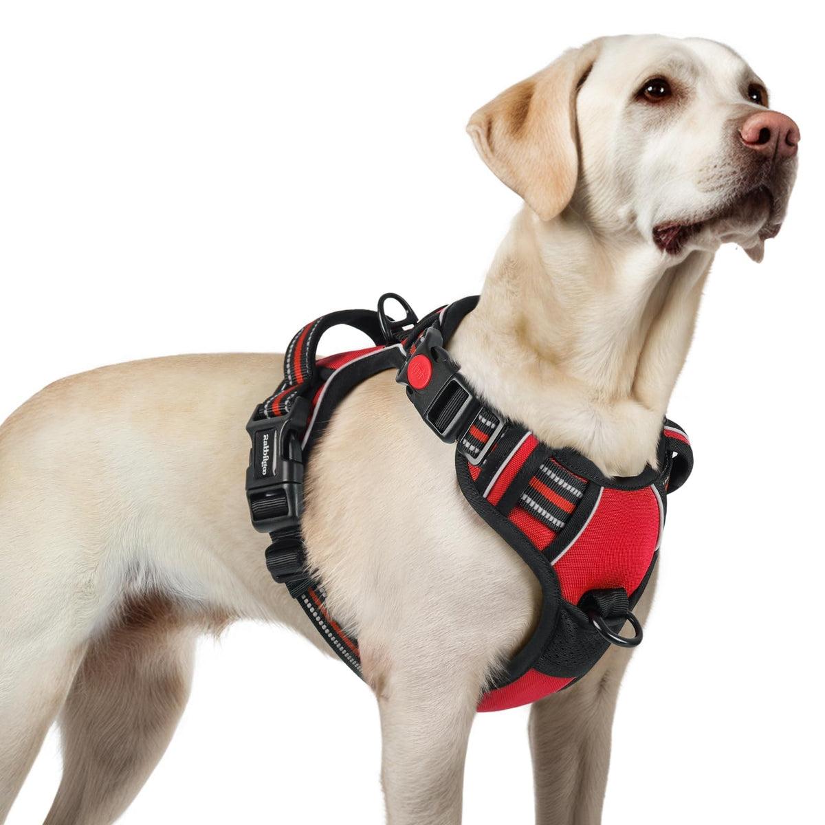 Rabbitgoo large no-pull harness with three buckles for quick, secure fitting.