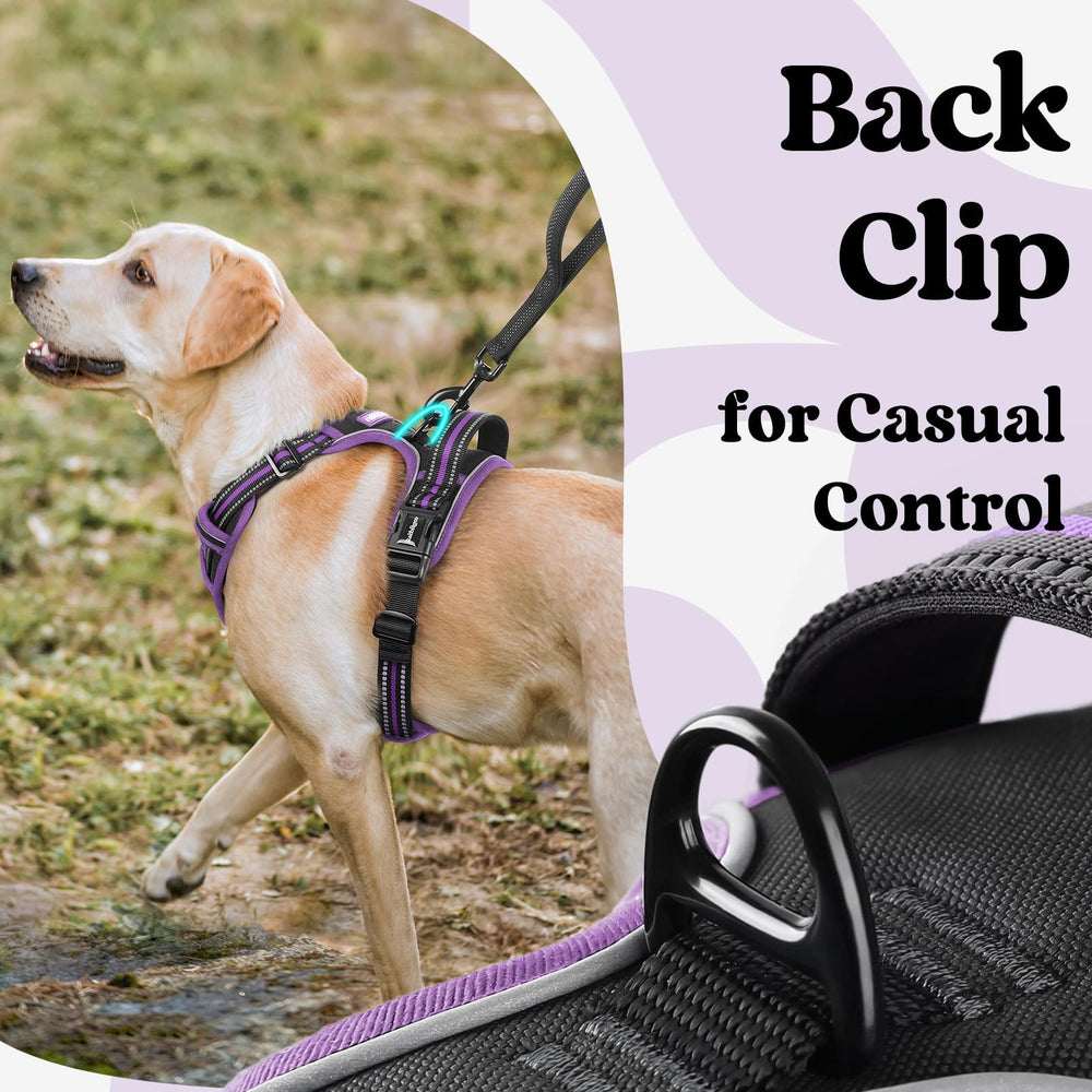 Rabbitgoo breathable air mesh keeps dogs cool on sunny outings.