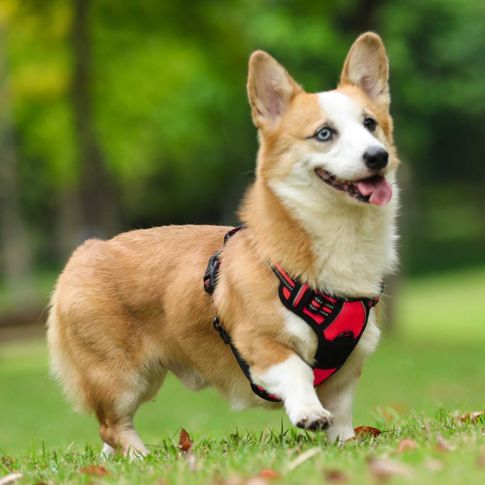 Rabbitgoo red harness for medium dogs stands out during outdoor adventures.