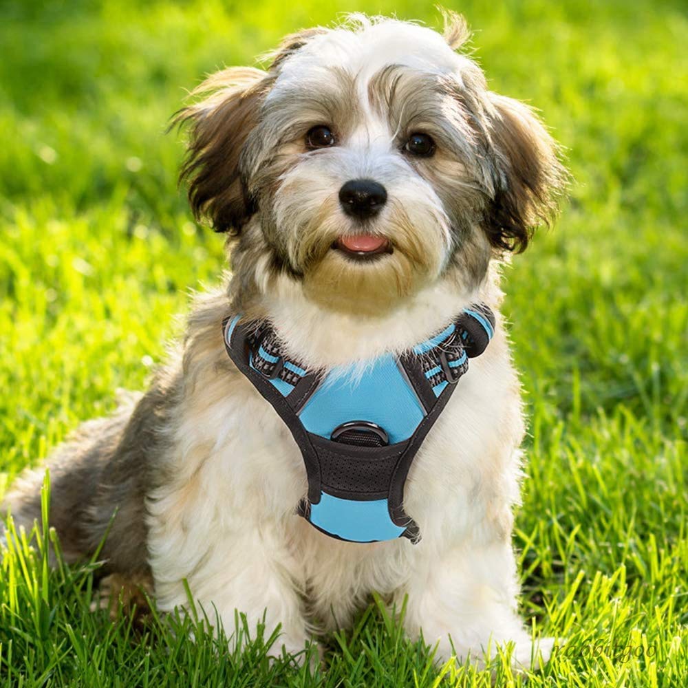 Rabbitgoo dog harness blue with breathable mesh keeps dogs cool outdoors.