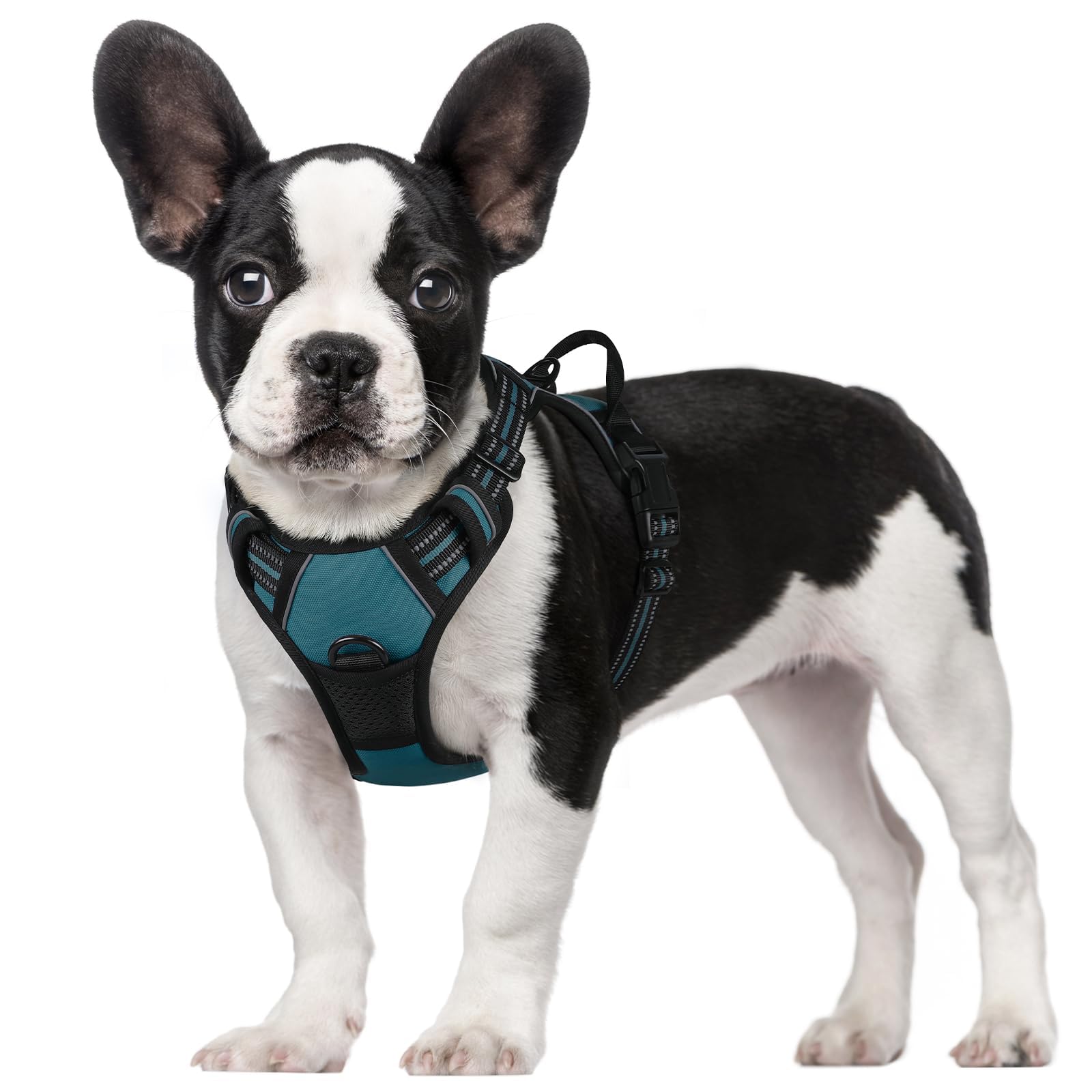 Rabbitgoo dog harness front view in blue coral for small dogs with no-pull design