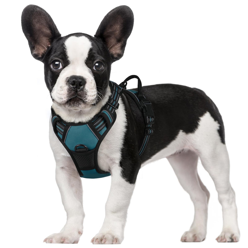 Rabbitgoo dog harness front view in blue coral for small dogs with no-pull design