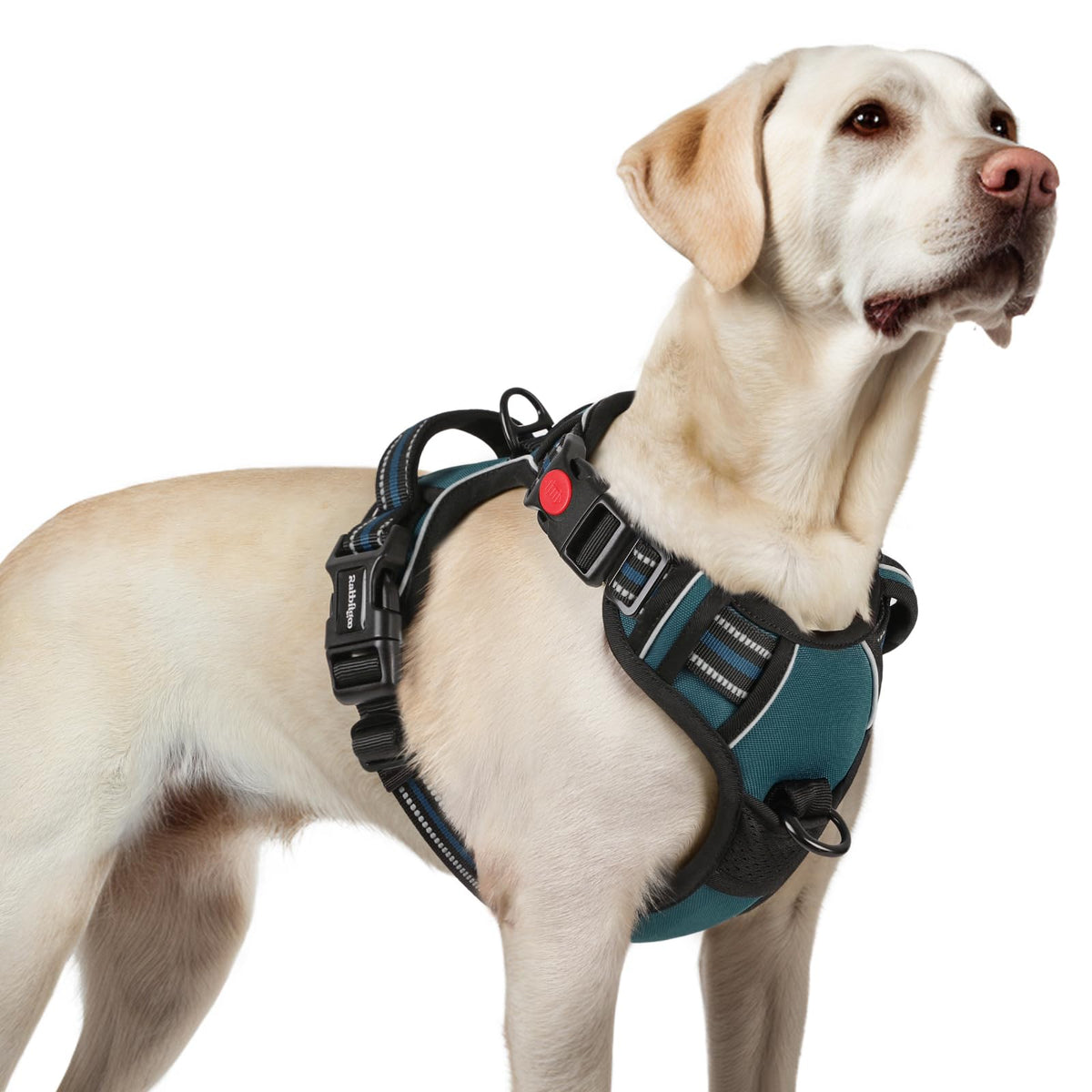 Rabbitgoo No-Pull Harness for large dogs in blue coral for secure daily walks.