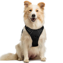Rabbitgoo no-pull harness chest clip for controlled walks.