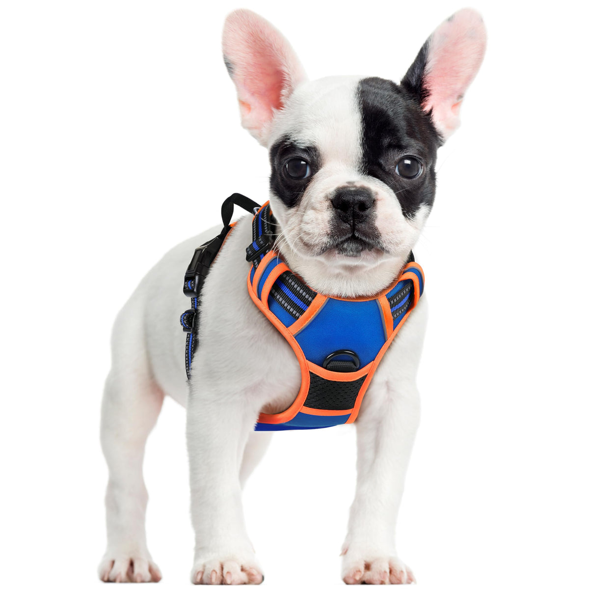 Rabbitgoo no-pull dog harness with chest clip for training and safety