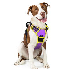 Rabbitgoo harness with no-pull dual leash clips for safer, controlled walks.