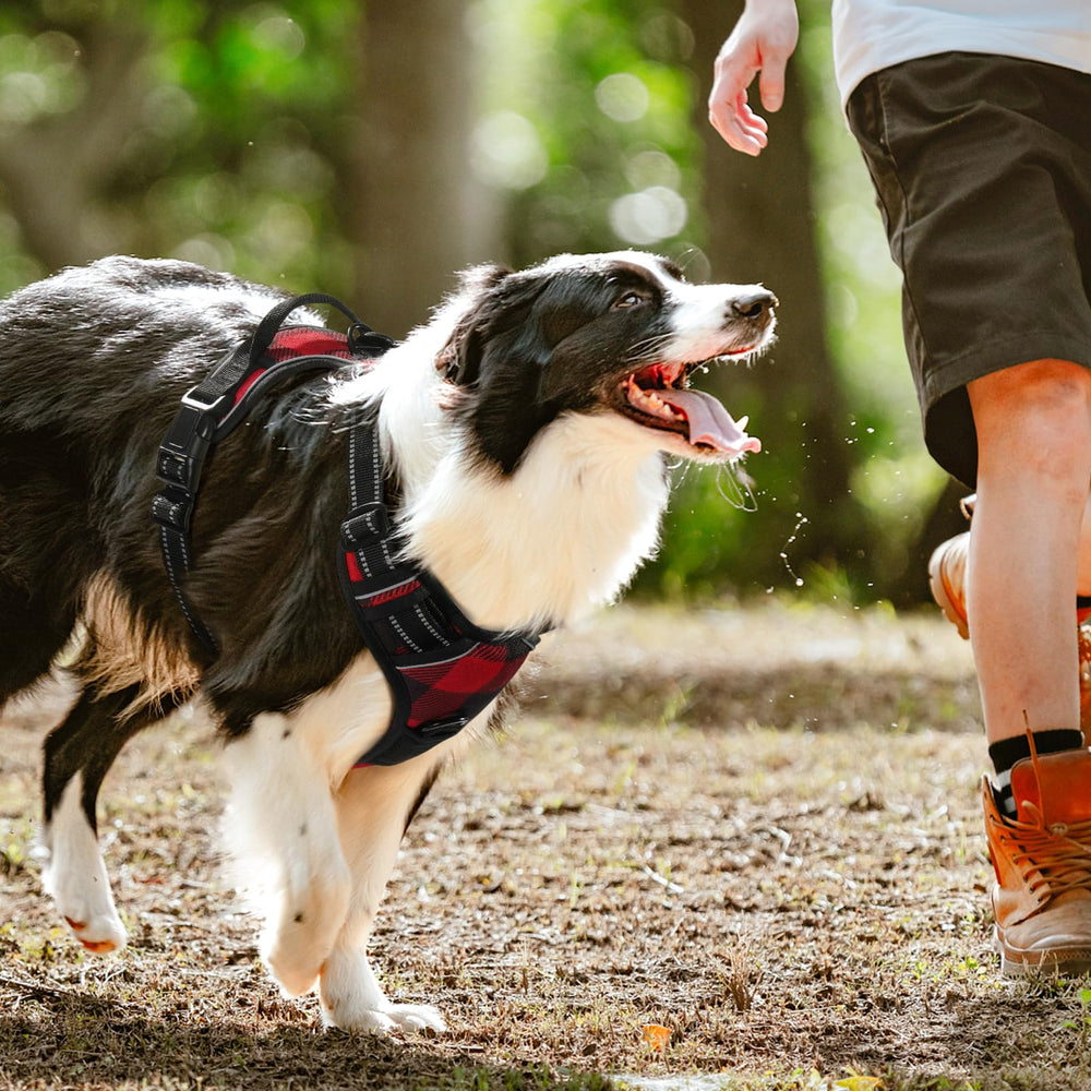 Rabbitgoo No-Pull Durable Oxford fabric supports long-lasting use