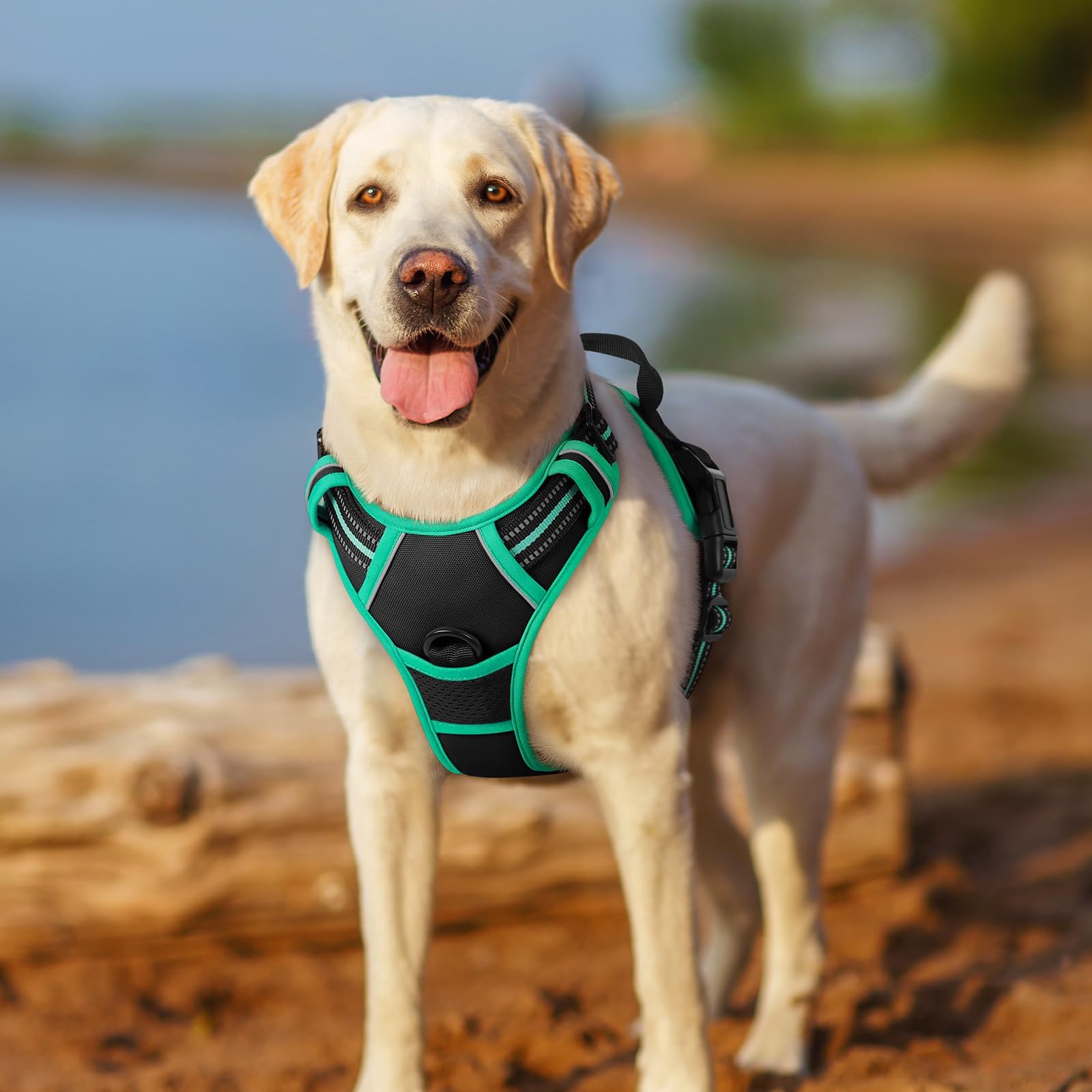 Rabbitgoo padded breathable mesh keeps dogs cool during outdoor activity