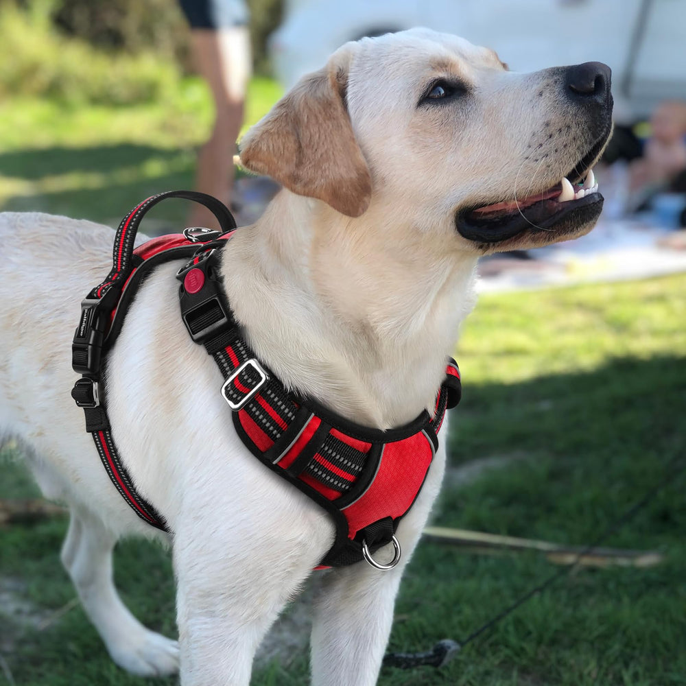 Rabbitgoo harness red close-up highlights durable fabric and padding.