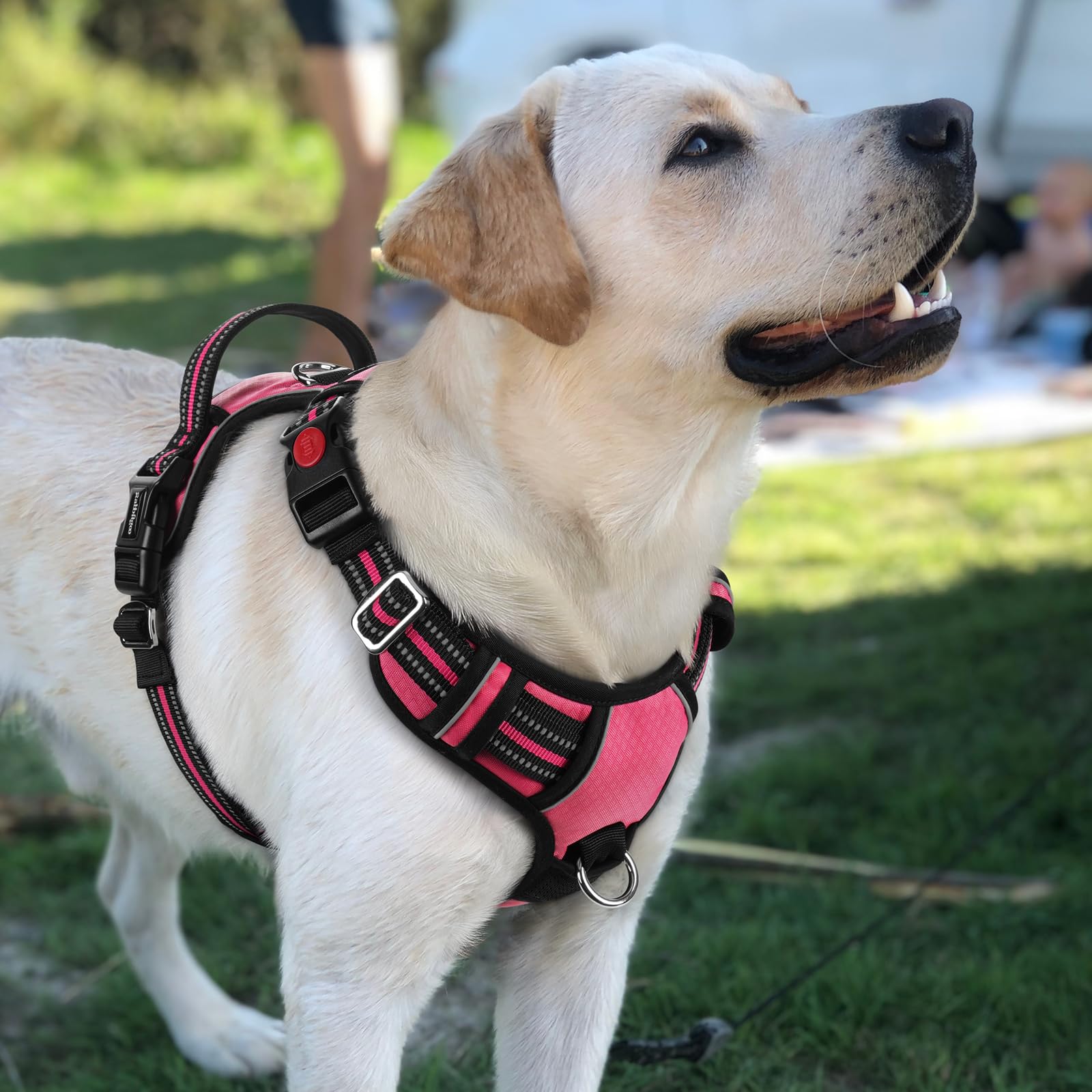 Rabbitgoo harness reflective strips boost visibility in low light.