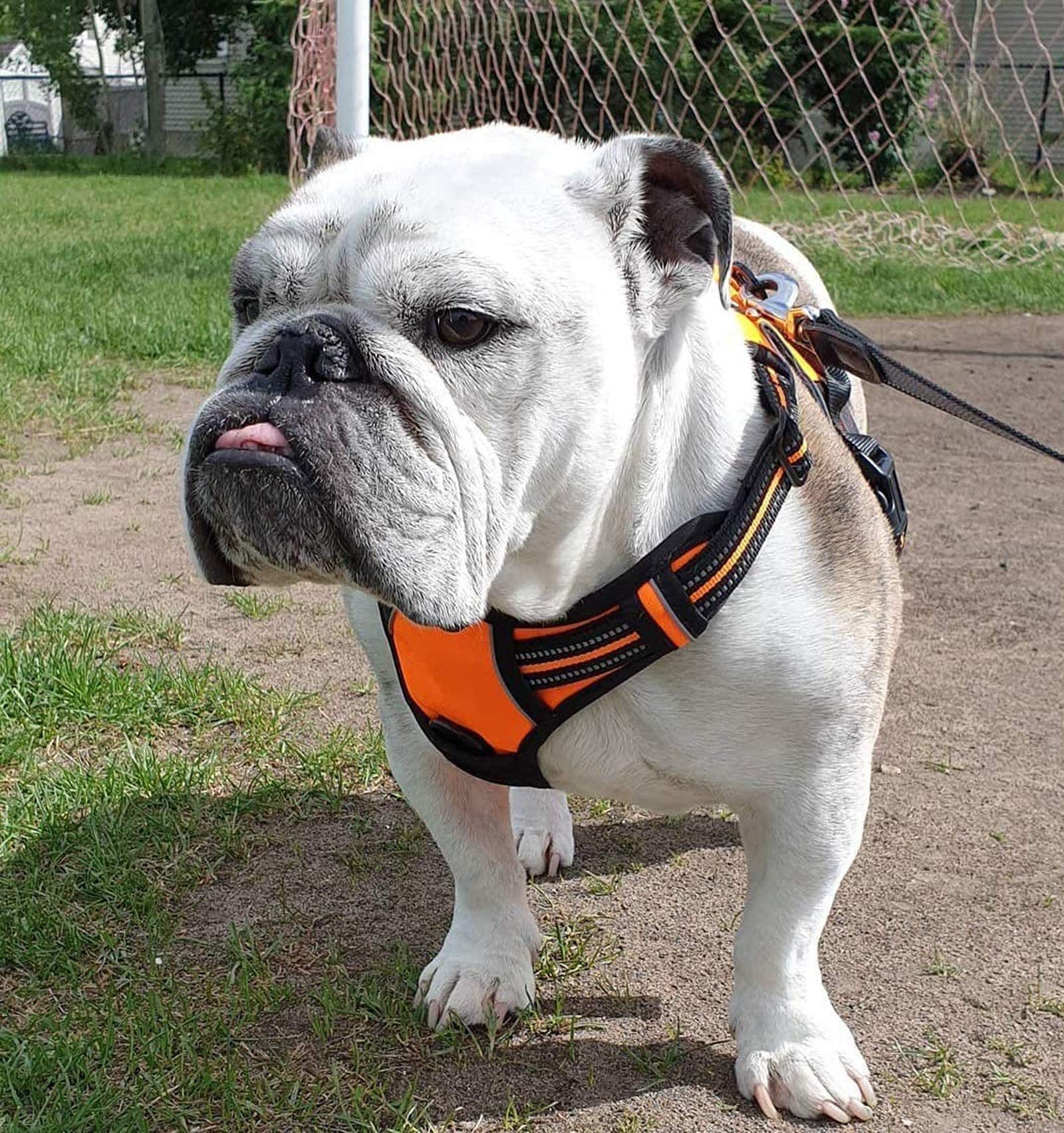 Rabbitgoo small dog breed harness fit ensures secure daily adventures.