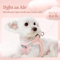 Rabbitgoo reflective bands boost visibility for safer evening or dawn walks.