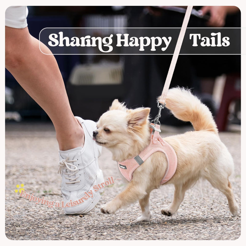 Rabbitgoo size-chart reference helps you pick the right fit for small breeds.