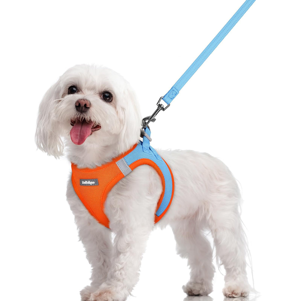 rabbitgoo step-in dog harness in blue and orange for easy on/off during walks.