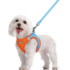 rabbitgoo step-in dog harness in blue and orange for easy on/off during walks.