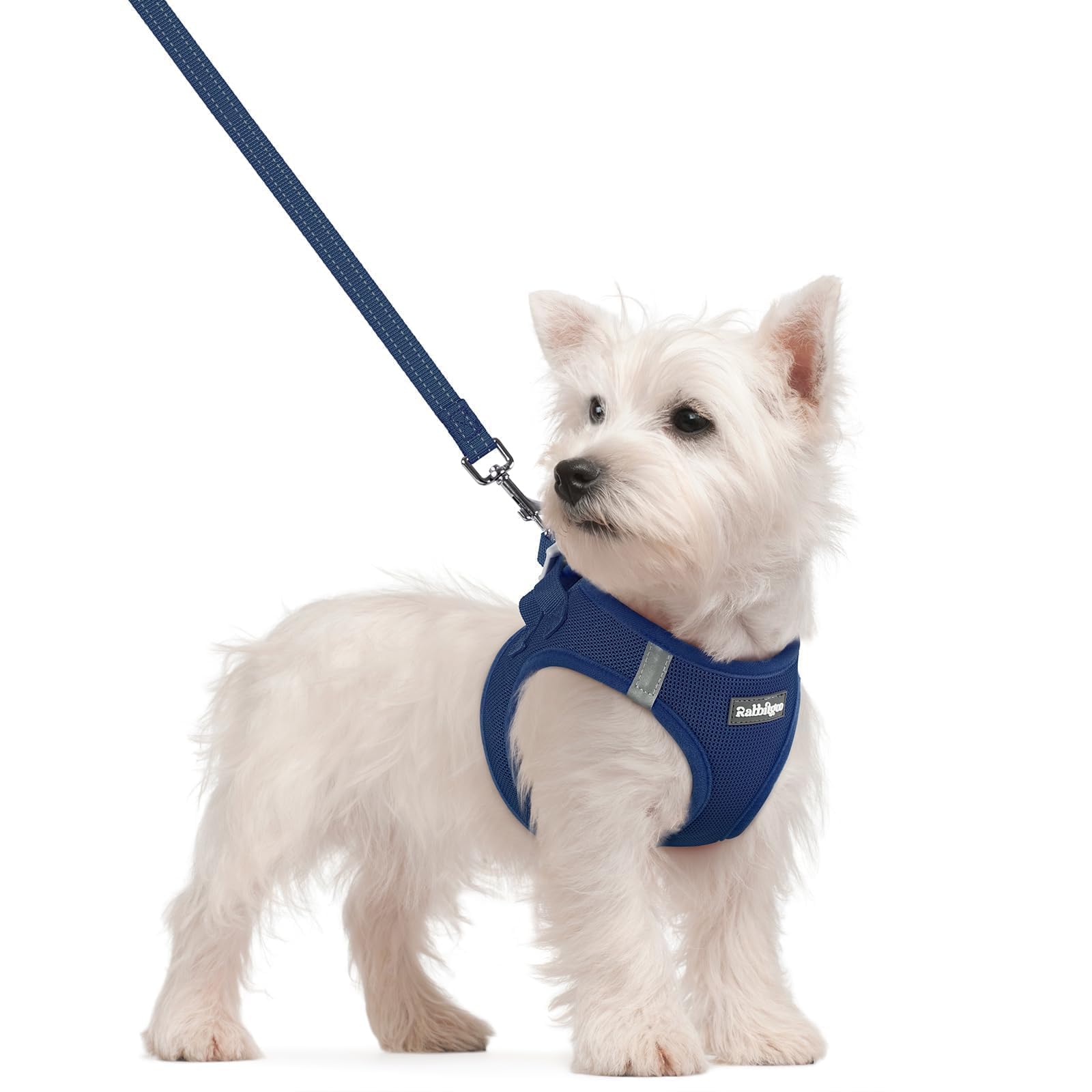 Rabbitgoo step-in navy blue dog harness ready for quick on/off during a walk.
