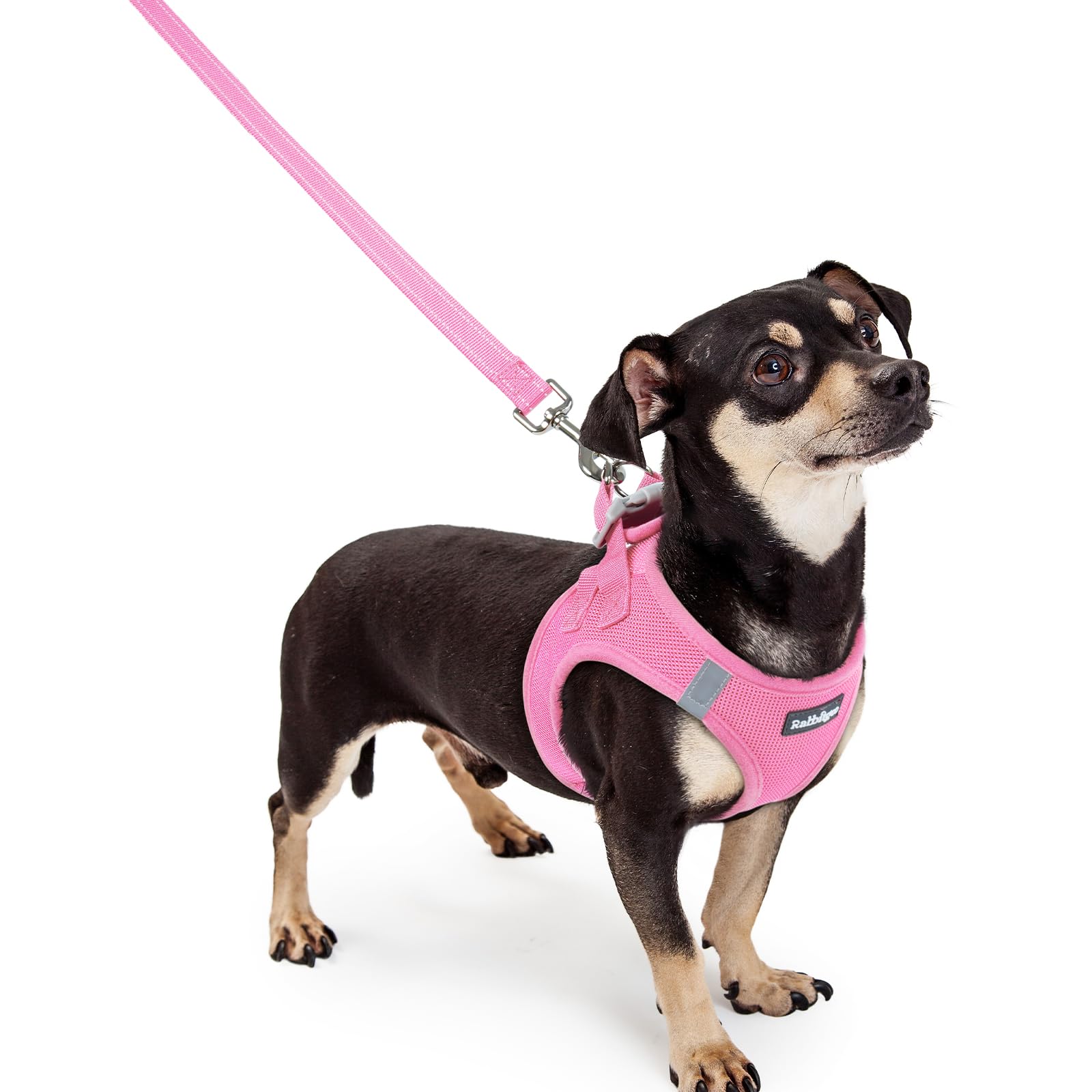 Rabbitgoo XXXS step-in harness on a small dog in light pink