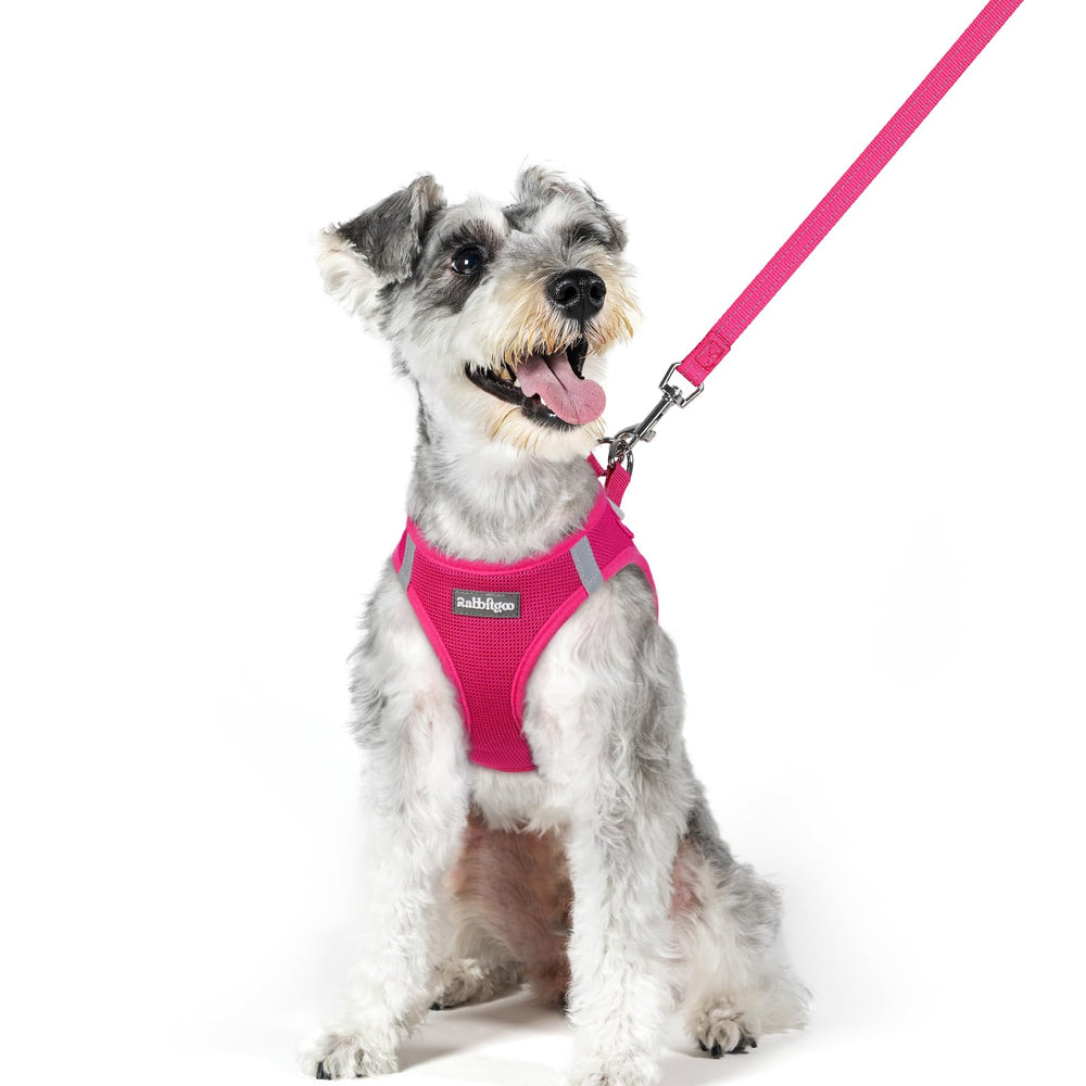 Rabbitgoo dog harness XL front view showing easy step-in design for quick fitting