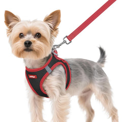 Rabbitgoo XS breathable step-in harness worn by a small dog for all-day comfort.