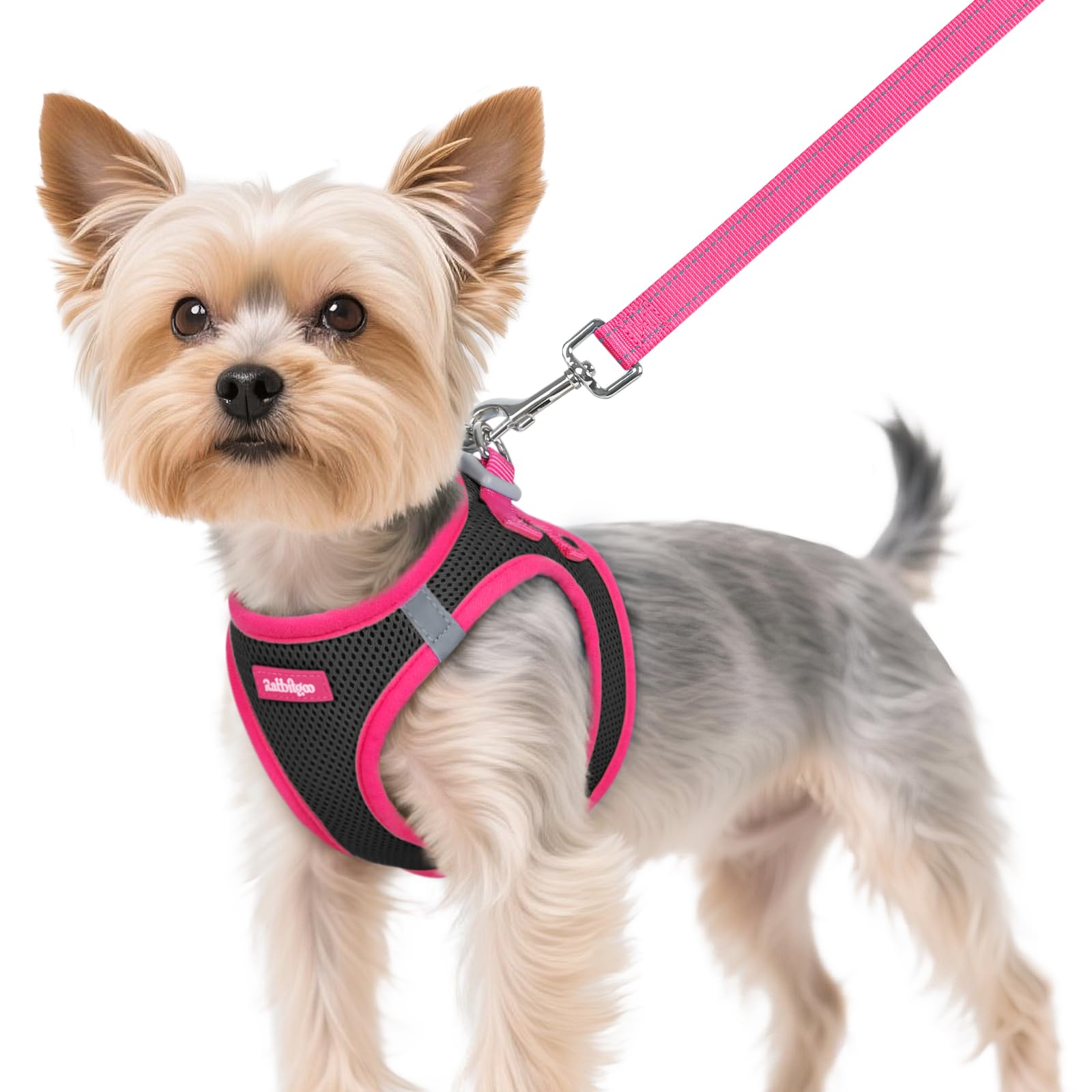 Rabbitgoo XS dog harness step-in design for easy daily wear.