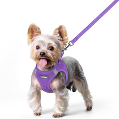 Rabbitgoo XS step-in harness shown for easy wear on small dogs