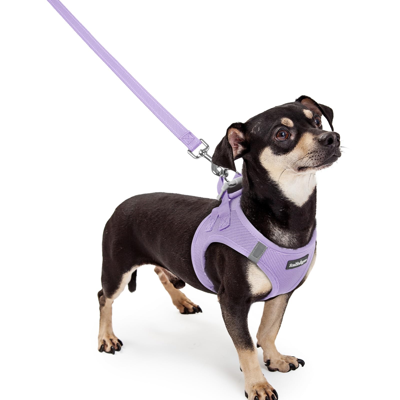 Rabbitgoo XXXS step-in harness design for easy on-off during walks