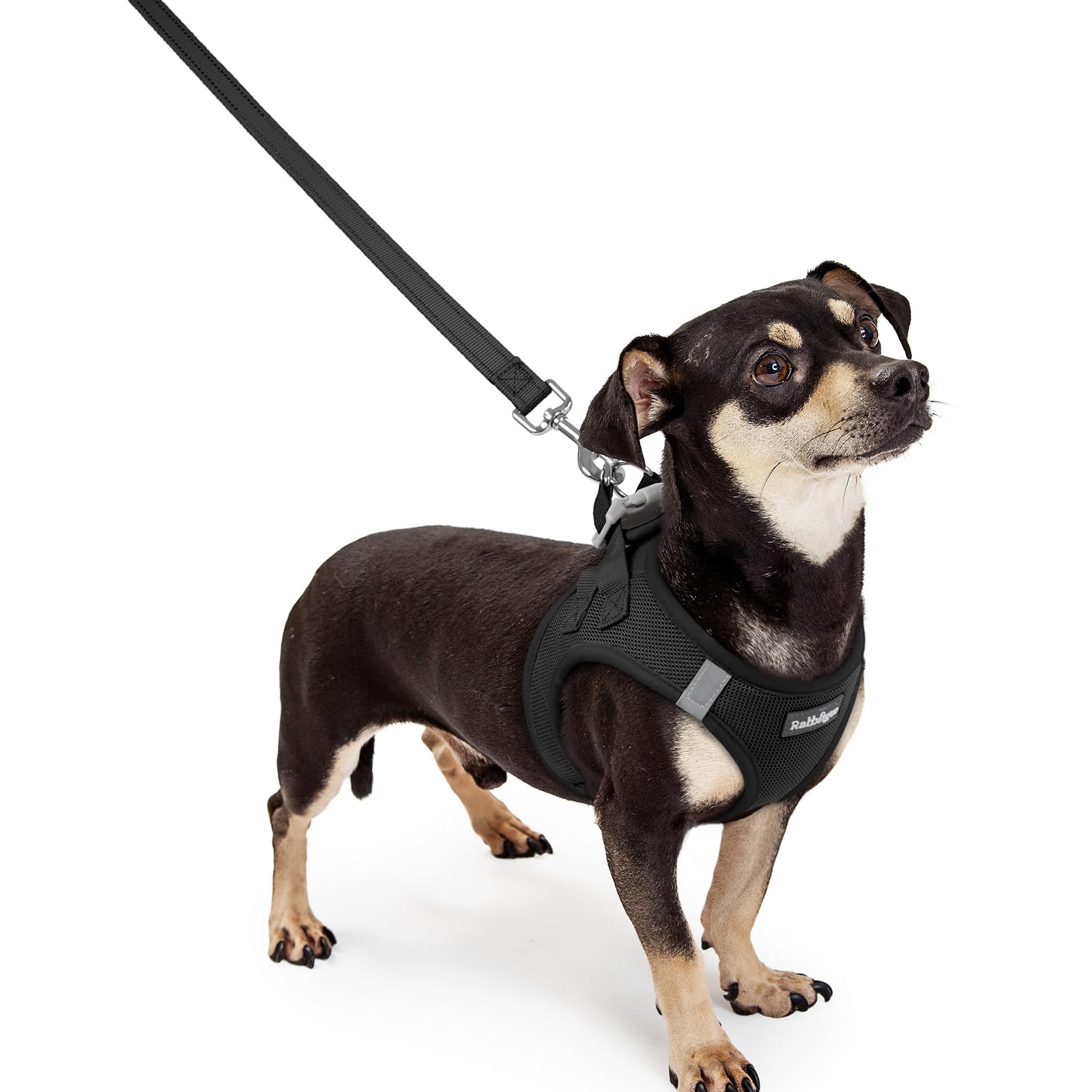Rabbitgoo XXXS step-in harness ready for quick, secure fitting.