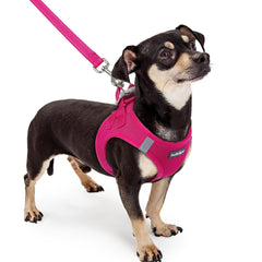 Rabbitgoo XXXS step-in harness ready for quick fit on tiny dogs.