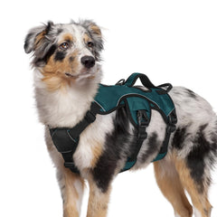 Rabbitgoo escape-proof harness front view highlights secure fit for energetic dogs.