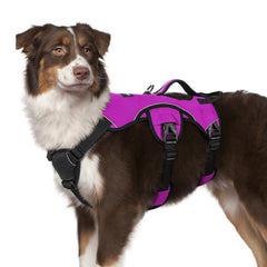Rabbitgoo escape-proof harness overview for secure, comfortable daily walks.