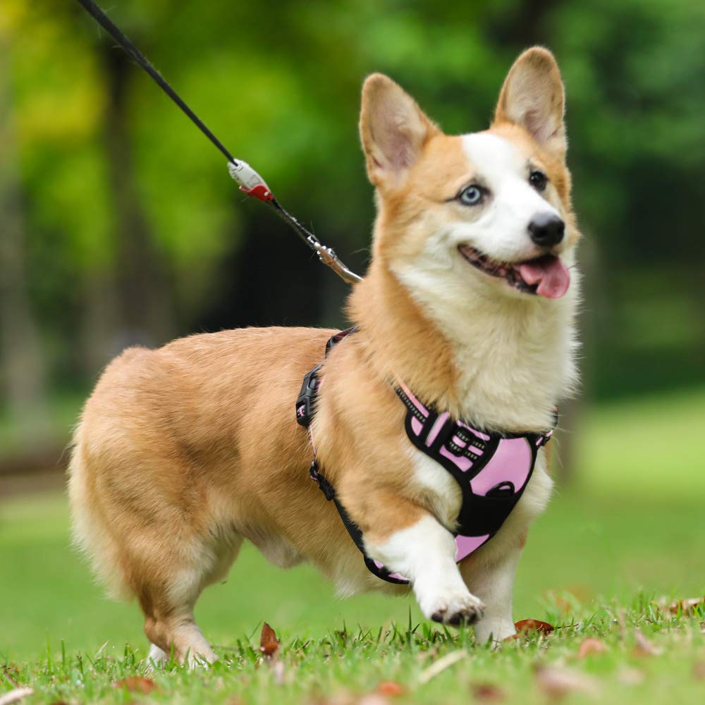 Rabbitgoo fully adjustable four-strap fit adapts to growing bodies
