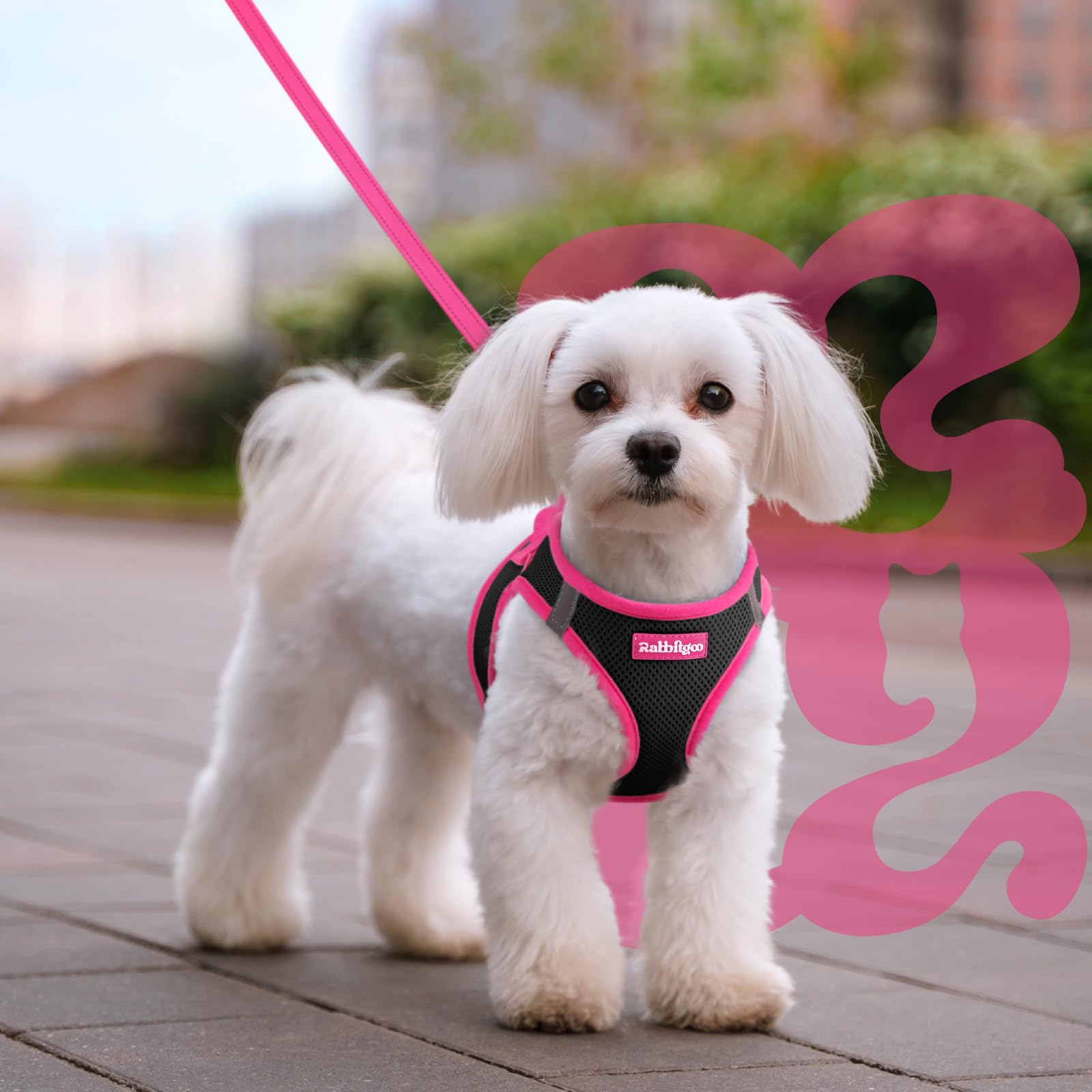 Rabbitgoo size L harness fits small dogs with neck and chest measurements.